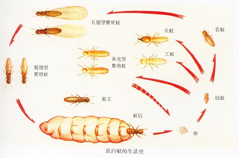 滅白蟻